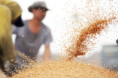 Political shadow over harvest fields
